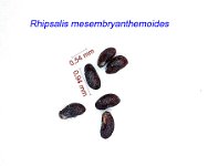 Rhipsalis mesembranthemoides.jpg